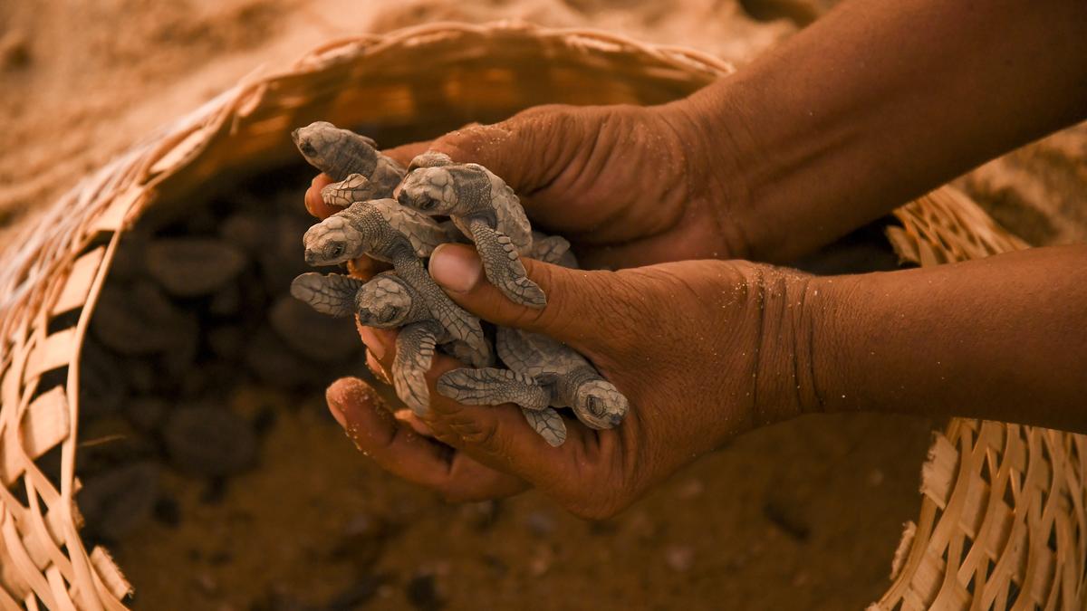 After early setbacks, Olive Ridley turtle nesting in Tamil Nadu sees significant recovery